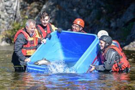 Cinq personnes dans l’eau jusqu’aux hanches tenant un grand bac bleu de poissons.