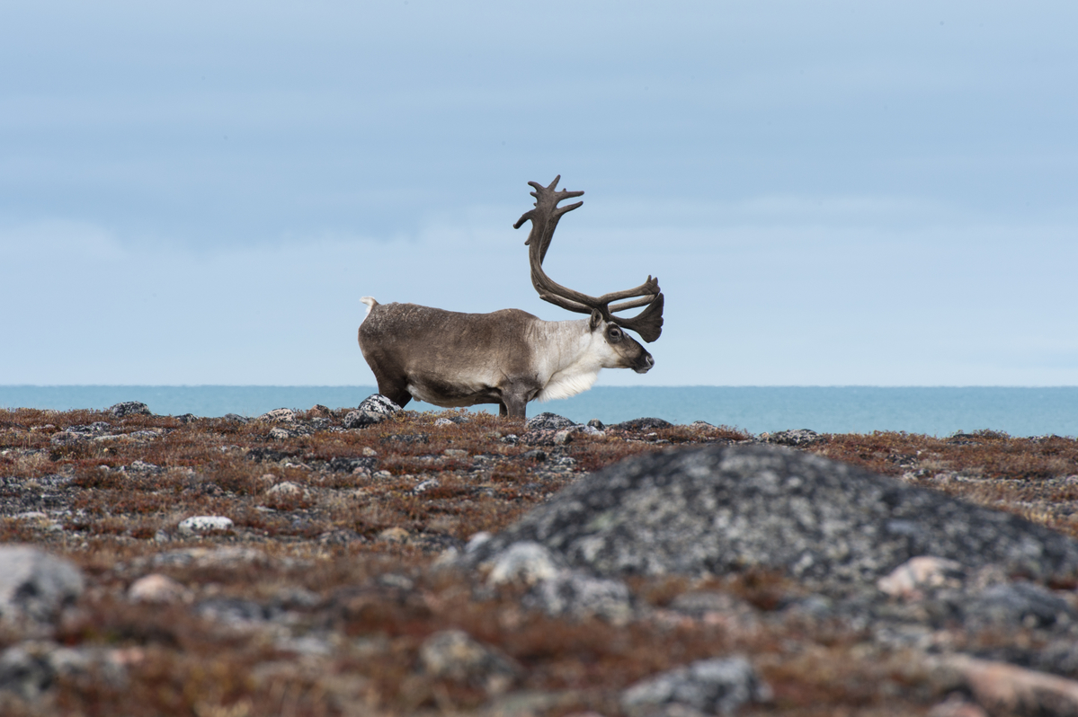 Caribou on O'Reilly Island.
