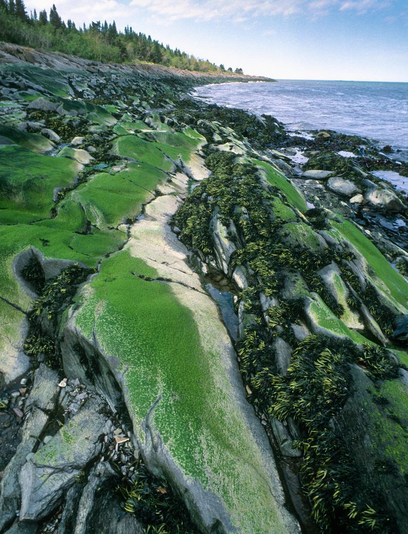 A rocky shoreline covered in green moss.