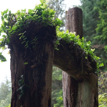 Des arches en bois couvertes de feuilles vertes