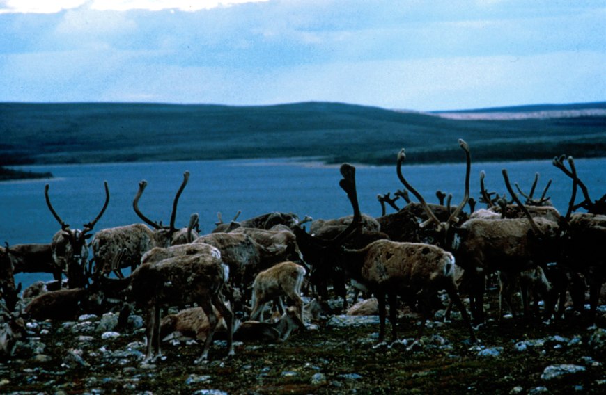 Un groupe de caribous traverse une rivière