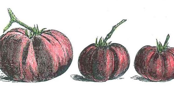 Illustration historique d’une tomate