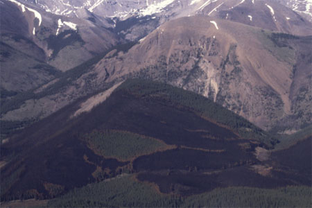 Les incendies créent une mosaïque de portions de forêt brûlées et non brûlées dans la vallée Panther, parc national Banff.