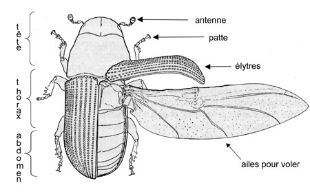 l'anatomie du Dendroctone du pin