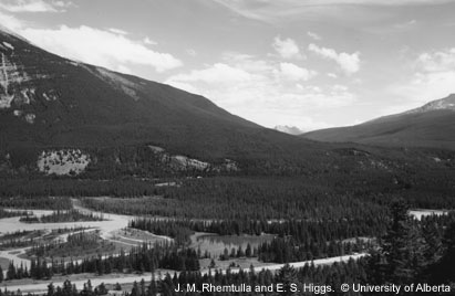Deux photos du même secteur le long de la rivière Athabasca, près des Palisades, dans le parc national Jasper. Une photo a été prise en 1915, l’autre en 2000. Sur la photo de 2000, on distingue un nombre beaucoup plus important de pins matures.