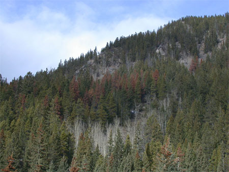 Les arbres rougeâtres présents sur les pentes inférieures des monts Stoney Squaw/Norquay ont été colonisés par des dendroctones du pin.