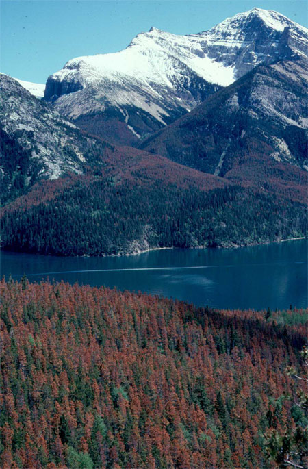 Photographie montrant un groupe d’arbres avec des aiguilles rousses, colonisés par les dendroctones du pin.