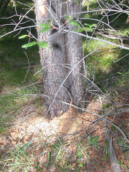 Photographie montrant de la sciure sur un arbre. Elle ressemble à de la poussière jaune orangé présente dans les crevasses de l’écorce et au sol, à la base de l’arbre.