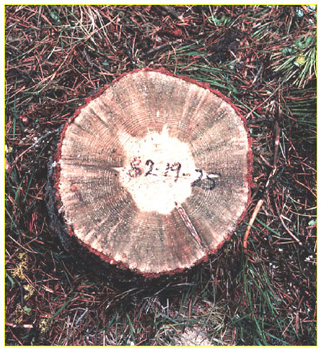 Photographie montrant une souche atteinte par le champignon du bleuissement. Le champignon est bleu noir et apparaît sous la forme d’un cercle épais s’étendant entre l’écorce et le centre de l’arbre en traversant les cercles de croissance.
