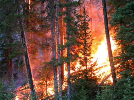 Zones brûlées dans la forêt de la vallée de la rivière Vermilion, dans le parc national Kootenay, au cours des incendies de 2003.
