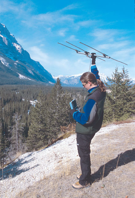 Un biologiste localise des animaux sauvages au parc national du Canada Banff
