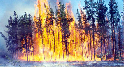 Violent incendie de forêt 
