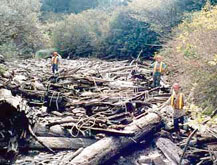 Fond de ruisseau encombré de  débris de bois, avant sa remise en état