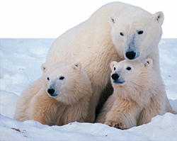 Un ours polaire adulte protège ses deux oursons.
