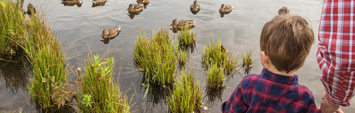 Un enfant regardant les canards dans un étang.