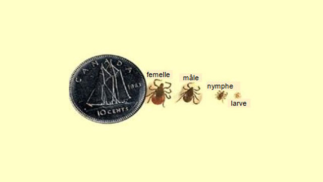 Différentes tailles de tiques noires de la jambe par rapport à une pièce de monnaie.