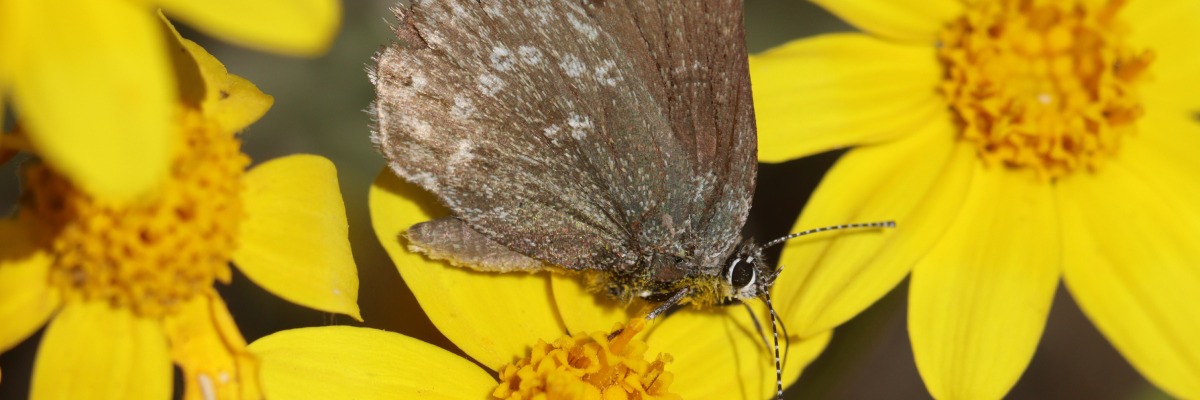 Gros plan sur un papillon brun sur une fleur jaune.