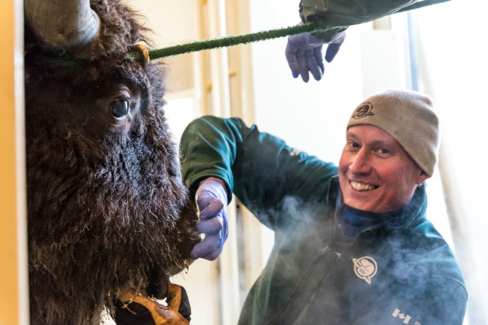 Un membre du personnel de Parcs Canada utilise des gants pour inspecter les dents d’un bison.