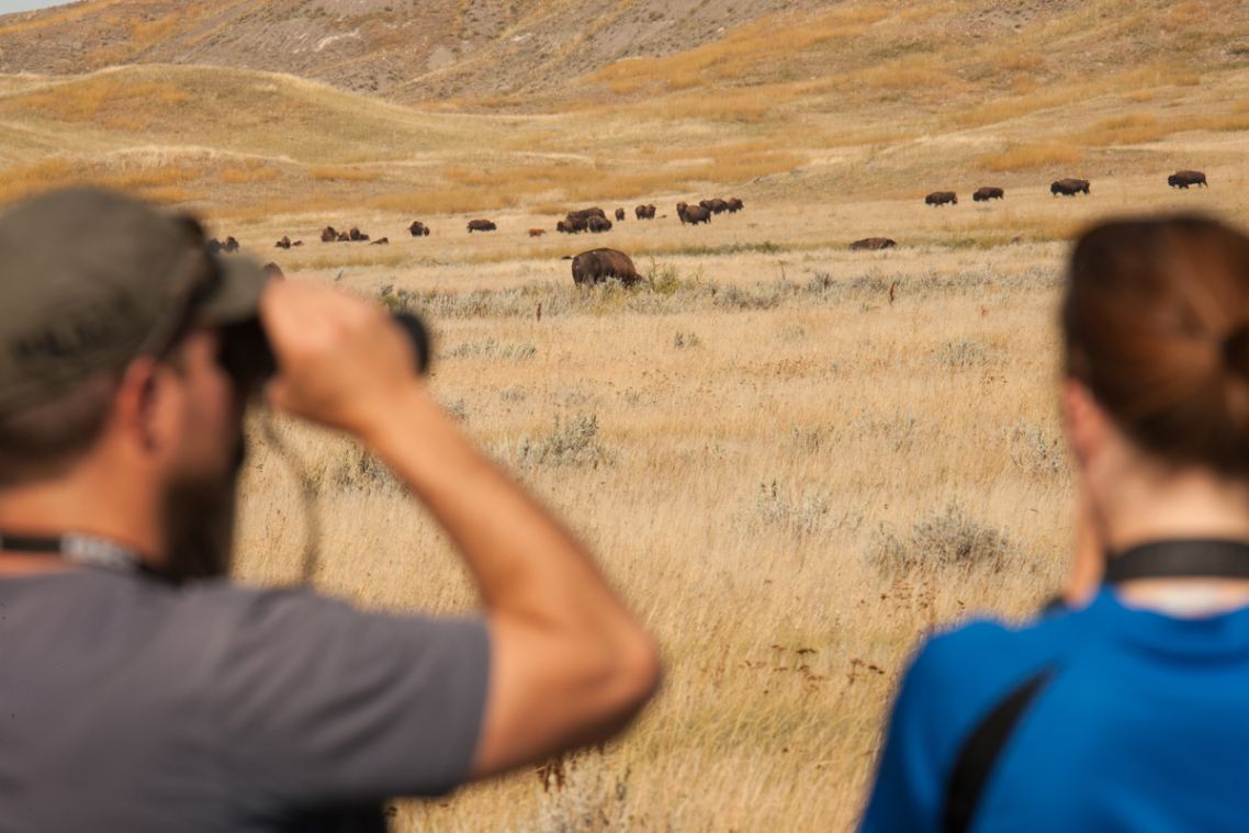 Deux visiteurs observent à travers leurs jumelles un troupeau de bisons dans les plaines lointaines.