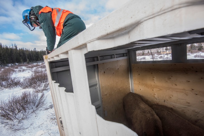 Un employé de Parcs Canada travaille sur le dessus d'une caisse à ciel ouvert qui contient deux bisons.