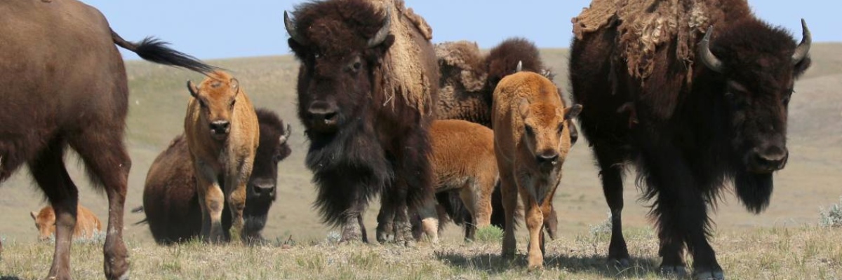 Une famille de bisons à la fourrure inégale et trois veaux brun doré paissent dans une plaine d’herbe sèche.