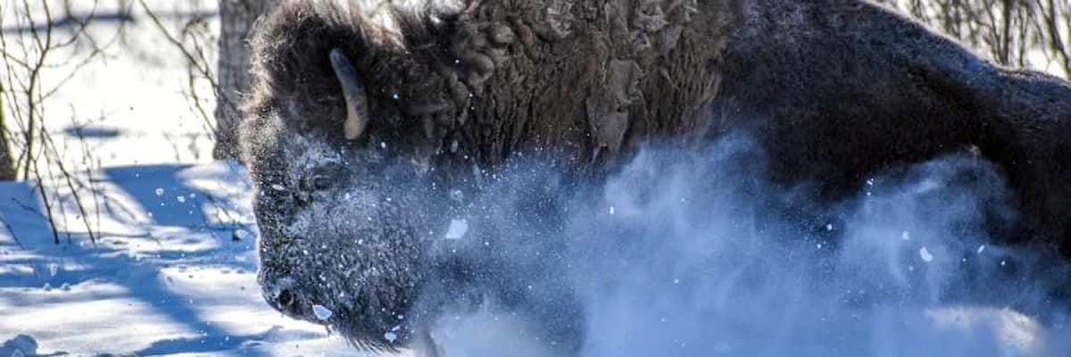 Le profil d’un grand bison à cornes galope vigoureusement dans la neige épaisse.