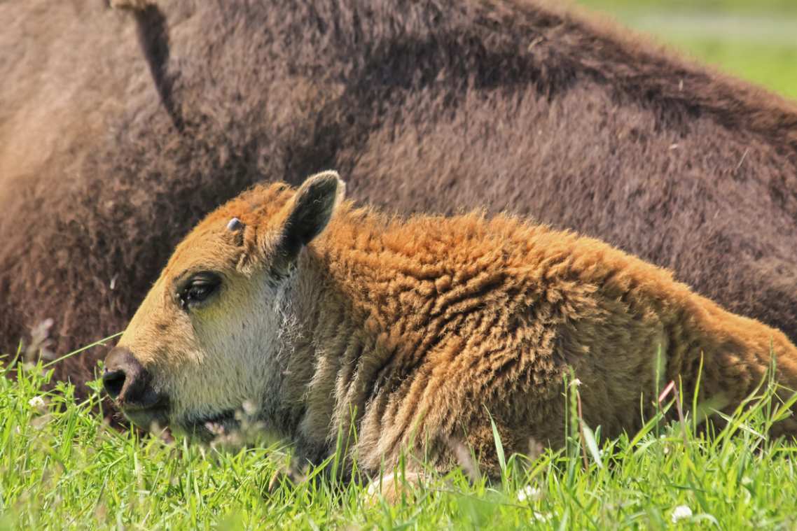 Un veau bison est couché à côté de sa mère.