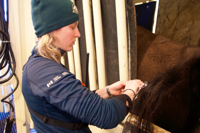 Un employé de Parcs Canada prélève un échantillon de poils d’un bison dans un enclos.