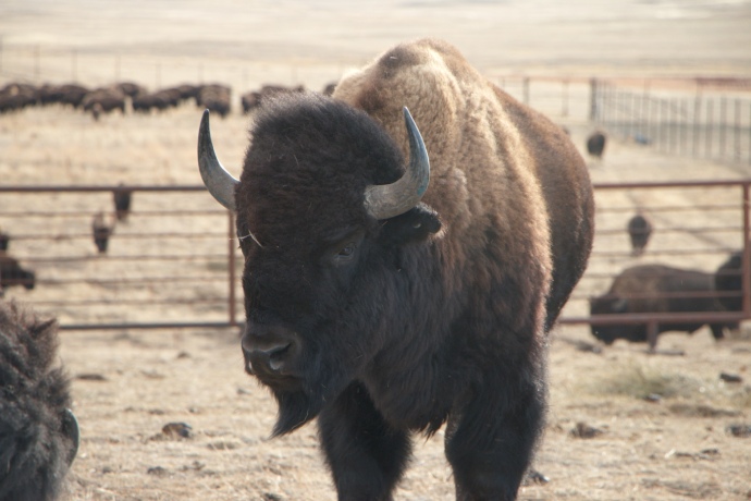 Un jeune bison mâle se tient dans une zone clôturée.