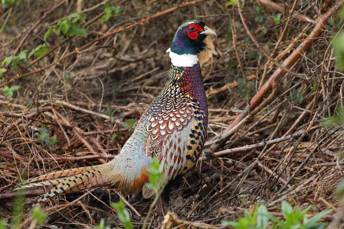 Un assez grand oiseau au plumage multicolore et aux motifs variés se tient debout au sol parmi des branches.