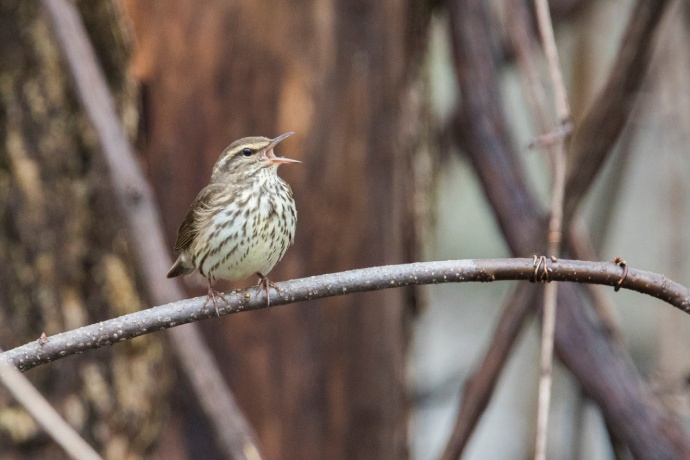 Un oiseau à petit bec et à poitrine tachetée perché sur une branche.