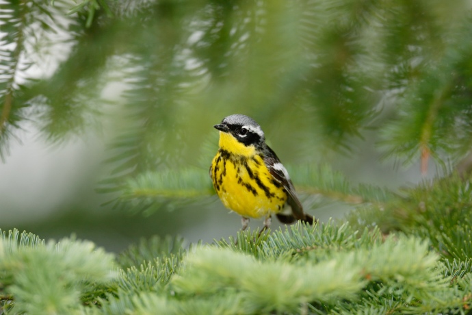 Un petit oiseau à la poitrine jaune tachetée et à la tête grise perché sur une branche avec un insecte dans lle bec.
