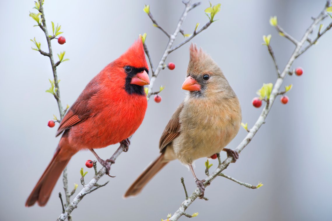 Un oiseau rouge huppé est perché sur une branche. Un oiseau brun pâle huppé est perché sur une autre branche.
