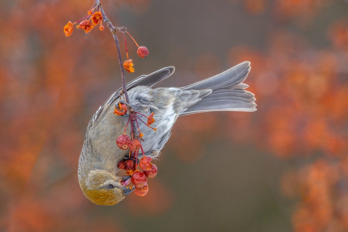 Un oiseau au plumage gris se tient suspendu à une brindille, la tête en bas, pour manger des baies rouges qui y sont attachées.