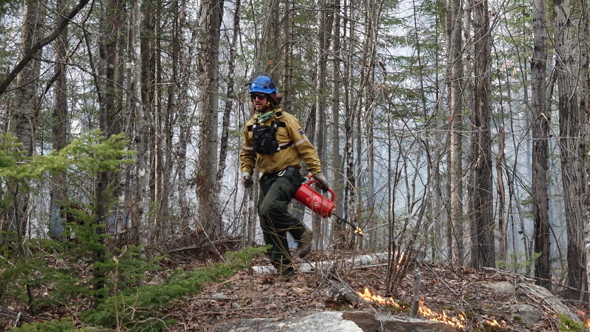 Un spécialiste du feu met le feu à la végétation à l’aide d’un brûleur à gravité dans le parc national de la Mauricie.