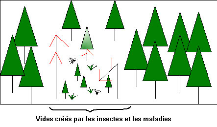 Modèle illustrant vides créés par les insectes et les maladies