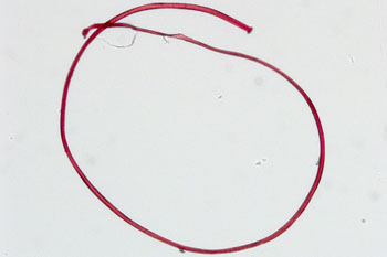 Une image microscopique d'une fibre rouge. 