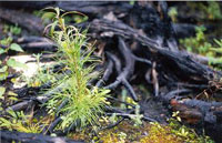 Petit pin gris vert avec quelques semis d'épinette noir devant une souche brûlée.