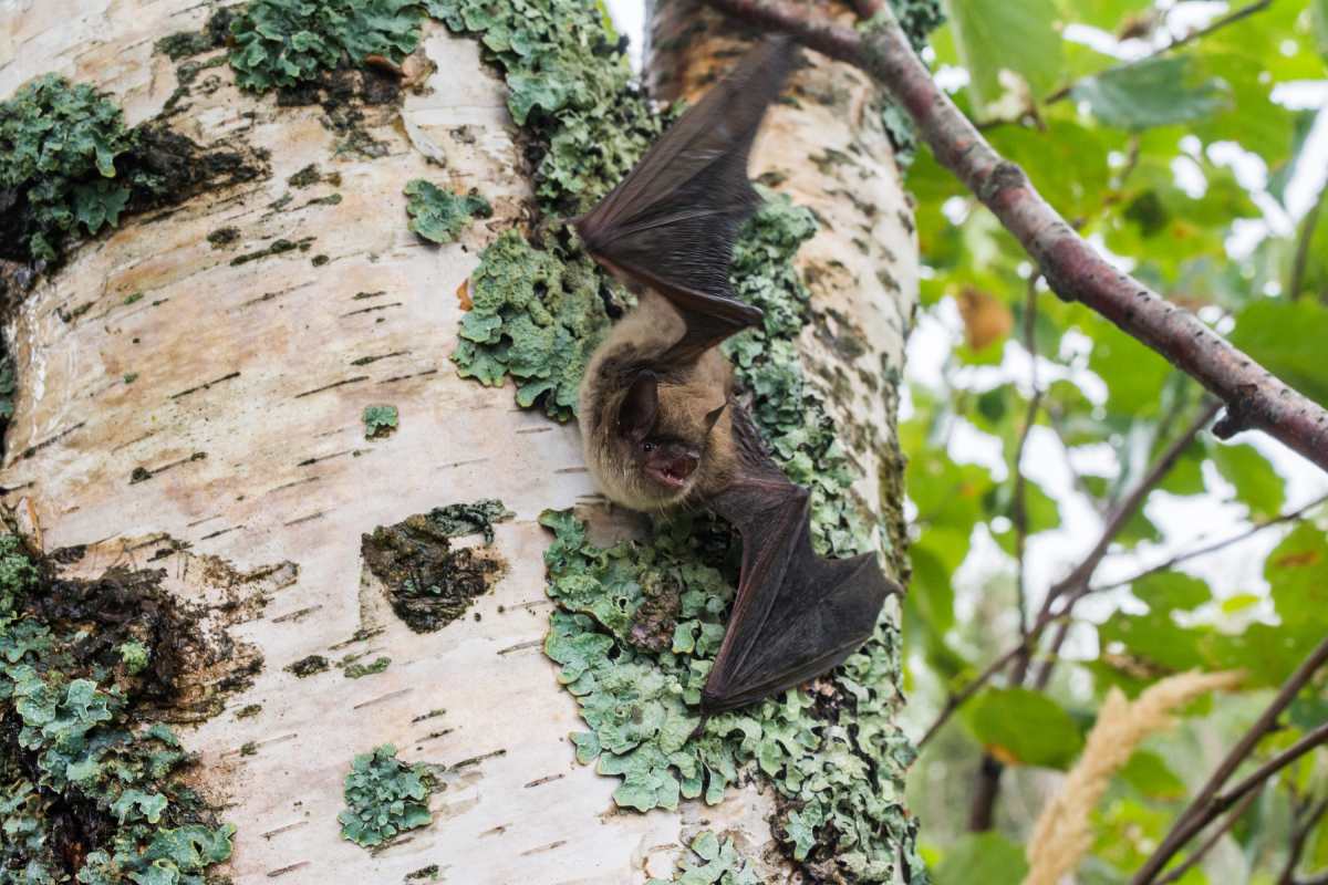 Une chauve-souris brune se repose, les ailes déployées, sur le tronc d’un bouleau recouvert de lichen pendant la journée.