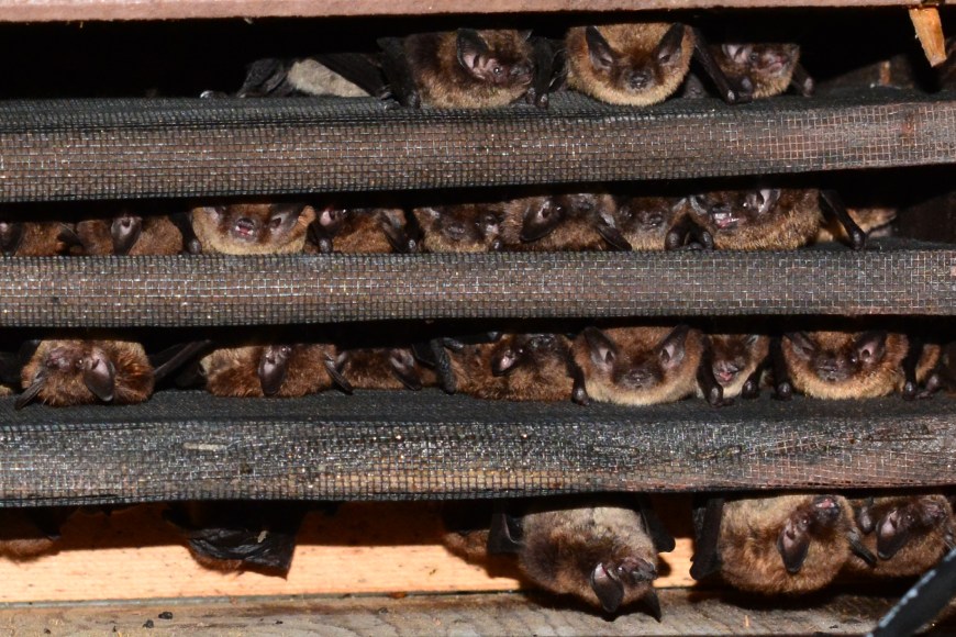 De nombreuses chauves-souris se serrent les unes contre les autres, la tête en bas, entre les fentes de leur boîte à chauves-souris.