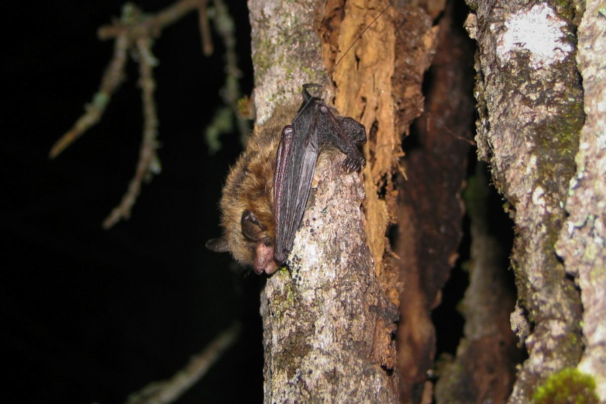 Une chauve-souris brune se repose la nuit sur le tronc d’un arbre, tournée vers le bas.