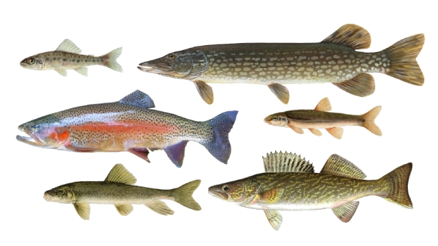 Illustration de 14 espèces de poissons, chacune de taille, de forme et de couleur différentes.