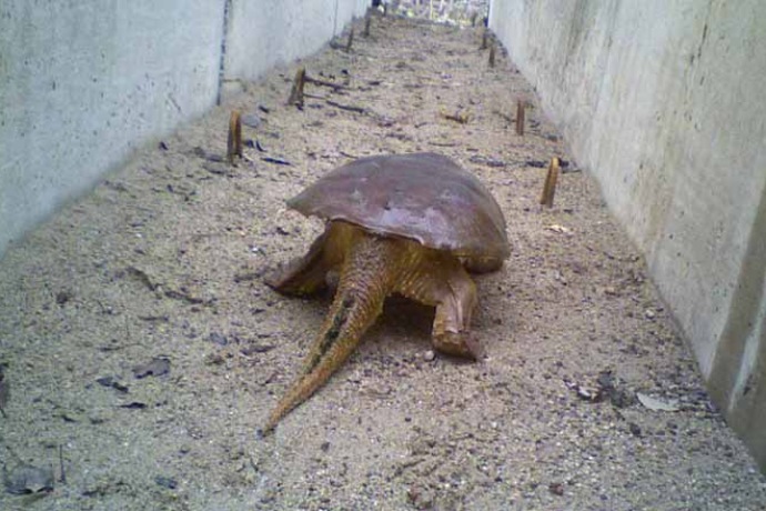 Une grande tortue à la longue queue pointue traverse le tunnel.