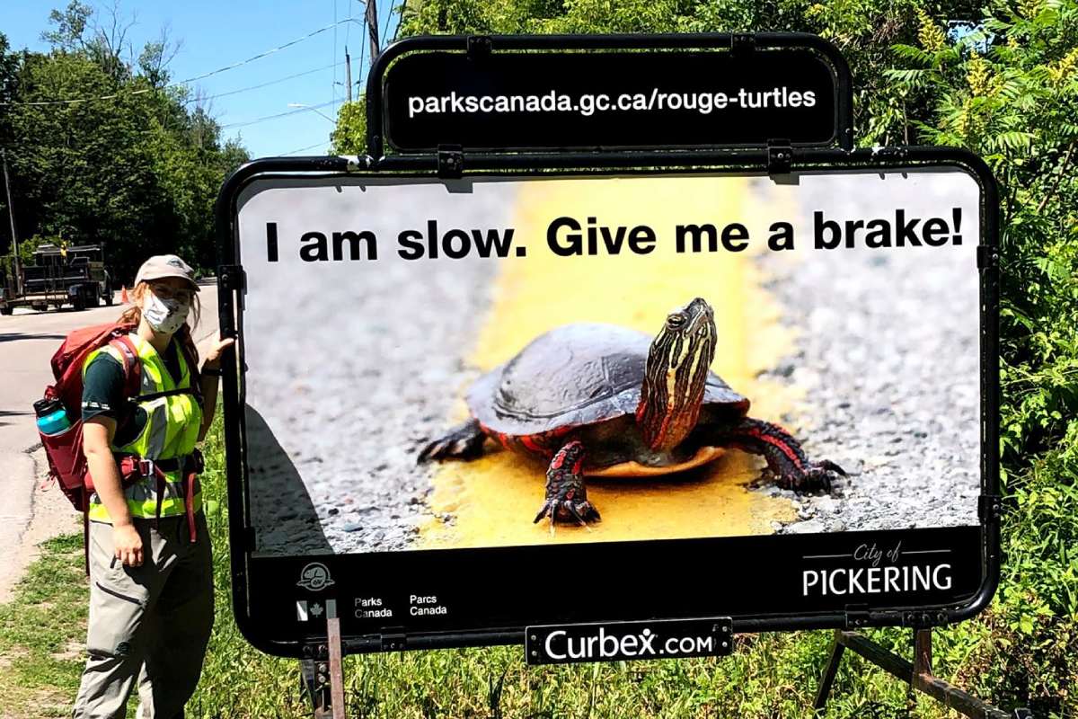 Un employé de Parcs Canada se tient à côté d’un grand panneau d’affichage routier qui montre un gros plan d’une tortue sur la ligne jaune d’une route. Le texte de la pancarte est le suivant. Je suis lent. Donnez-moi du temps.