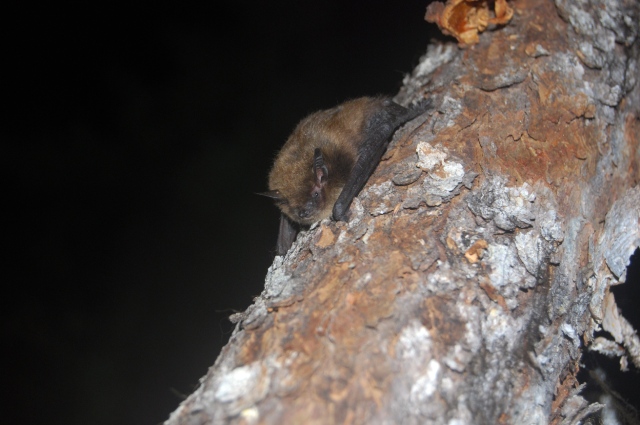 Une chauve-souris brune repose face vers le bas sur le tronc d'un arbre la nuit.