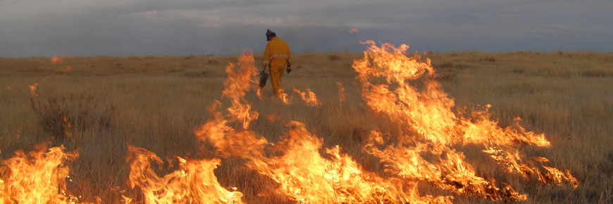 Un employé de Parcs Canada marche près d'un feu dirigé dans la prairie.