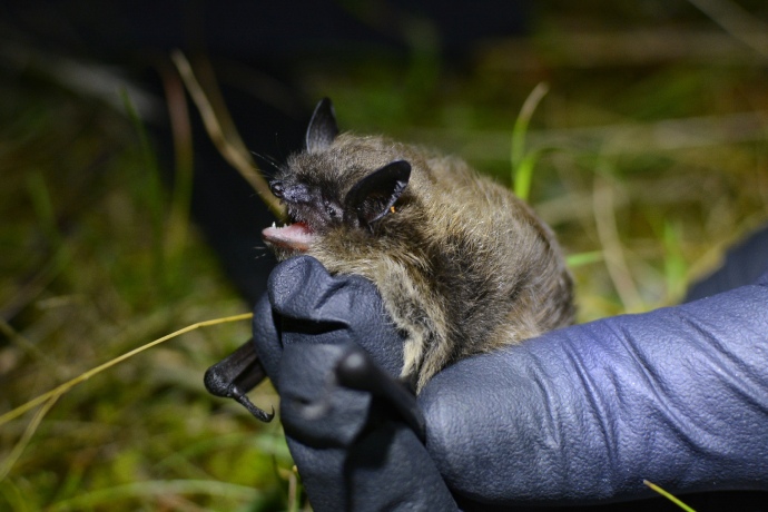 Une toute petite chauve-souris brune se repose sur la main gantée d’un expert en faune formé.