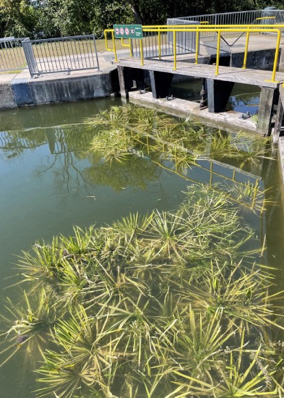 Groupement dense d’une plante aquatique semi-submergée le long d’une écluse dans un canal.