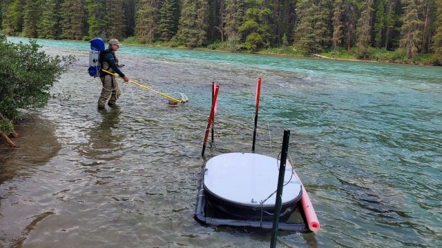 Un membre du personnel de Parcs Canada utilise une longue canne et un tuyau attaché à son sac à dos spécial dans l’eau. Un grand récipient rond se trouve dans l’eau à côté de lui.