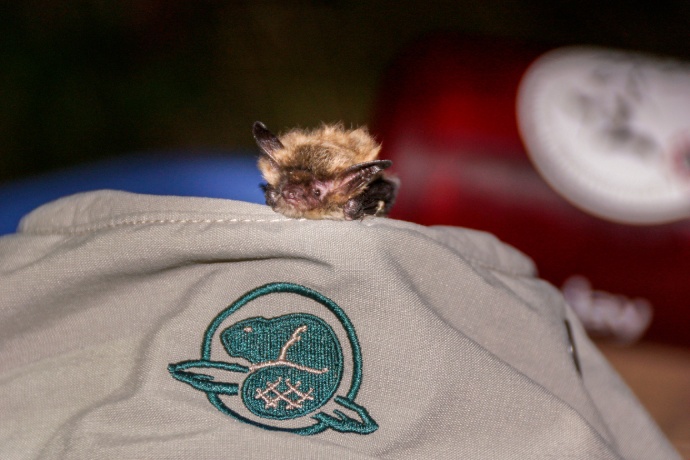 Une très petite chauve-souris brune se repose sur le chapeau d’un employé de Parcs Canada.